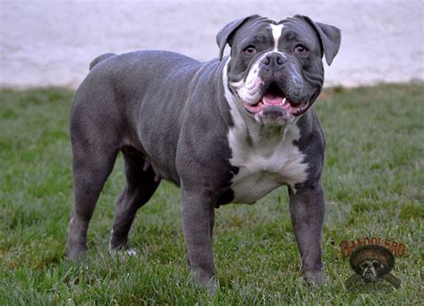 Bandolero Bullies Mystique Olde English Bulldogge Oeb Bulldog