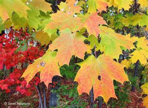 15 to 25 feet tall and wide. How to Make Maple Syrup I: Choosing Trees and Getting Sap