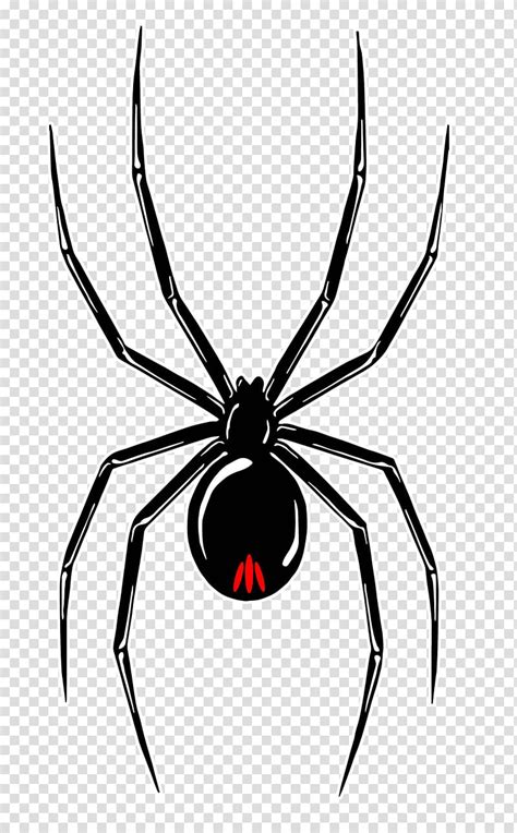 Southern Black Widow Wolf Spider Redback Spider Decal Spider