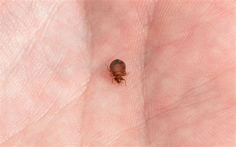 What Do Bed Bugs Look Like 6 Real Pictures Of Bed Bugs