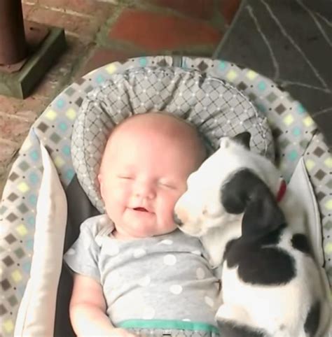 No other grooming at this time. VIDEO: Super cute video of dog and baby goes viral - NY ...