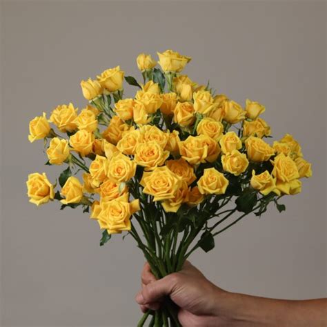 Yellow Spray Roses Mayflower Studio