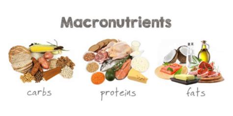 3 Jenis Makronutrien Yang Penting Bagi Tubuh Seimbangkan Asupannya