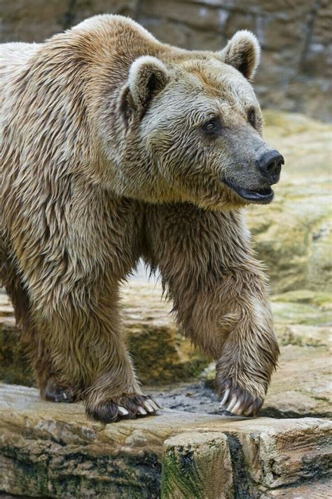Beautiful Grizzly Bear Bear Brown Bear Bear Pictures