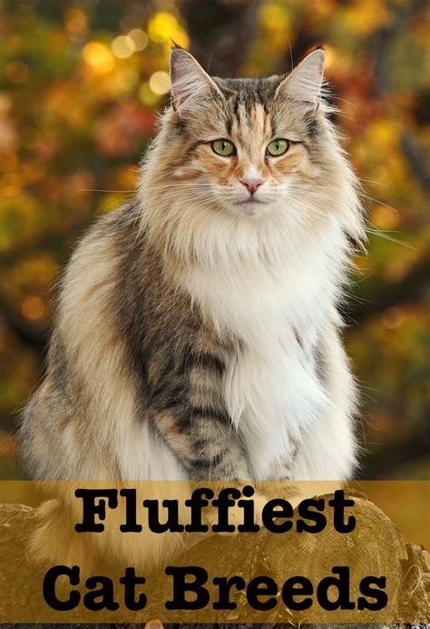 White Fluffy Cats Breeds The Top 22 Types Of White Cat Breeds With