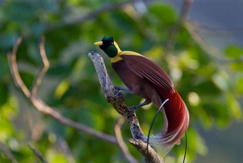 Birds Of Paradise Beauty Kings National Geographic Society
