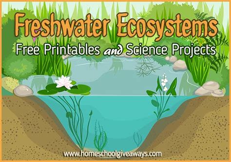 Freshwater Ecosystems Free Printables And Science Projects