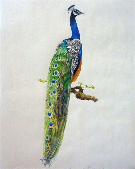 Peacock Drawing Pencil Art