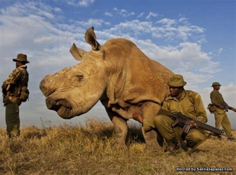 Antara binatang yang sedang diancam kepupusan tahap kritikal di malaysia ada harimau malaya, badak sumatera, tenggiling, penyu, orang utan, gajah borneo, dan tapir. 6 Haiwan Yang Hampir Pupus Di Dunia - SENTIASAPANAS