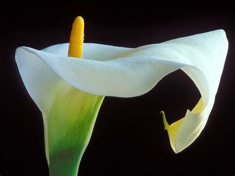 Calla Lily Wallpapers Hd Wallpapers Id 5553