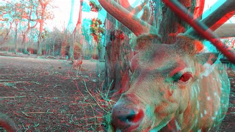 Nature And Animal 3d Movie Red Cyan Anaglyph 3d Hd Video Youtube