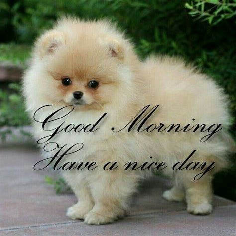 Good Morning Dog Good Morning God Quotes Happy Morning Good Morning