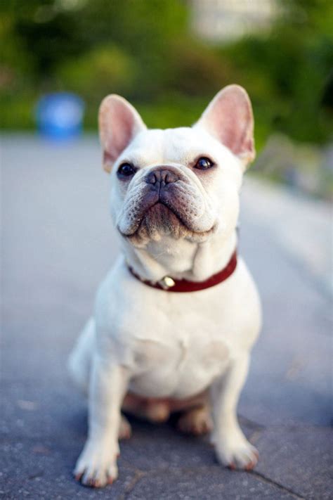 75 Mini French Bulldog Full Grown Photo Bleumoonproductions