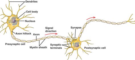 nervous system Flashcards | Easy Notecards