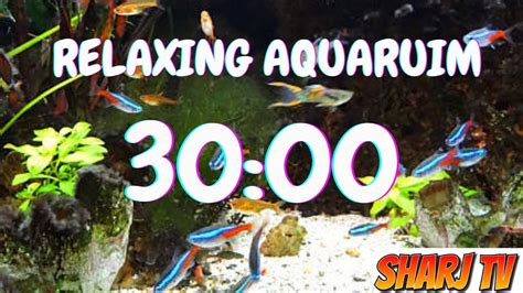 30 Minutes Of Stunning Aquarium Relax Music Beautiful Aquarium And