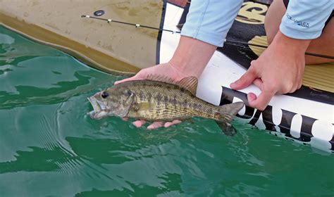Catching Some Guadalupe On The South Llano River — Texas Kayak Fisher