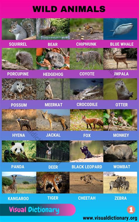 Wild Animals List Of 195 Common Wild Animals Vocabulary With Pictures
