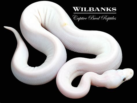 Super Fire Ball Python ♀ 23 Wilbanks Captive Bred Reptiles