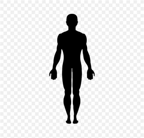 Vector Graphics Clip Art Human Body Image Png 787x787px Human Body