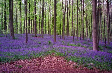 Every Spring This Forest In Belgium Becomes A Blue Wonderland Design