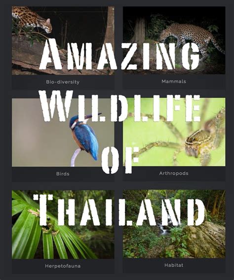 Fantastic Thai Wildlife Photography From The Thailand Wildlife