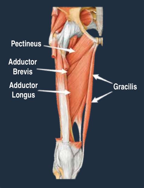 Female Groin Muscle Anatomy Groin Pain When Walking Causes