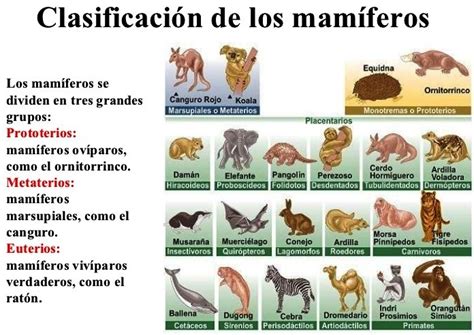 Clasificación De Los Animales Mamíferos Reino Animal