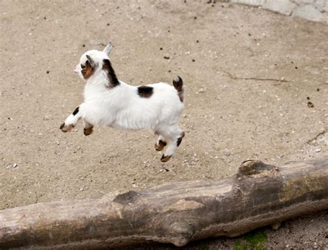 The 34 Cutest Baby Pygmy Goats On The Internet