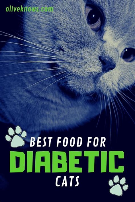Best Food For Diabetic Cats And Everything Else You Need To Know Why