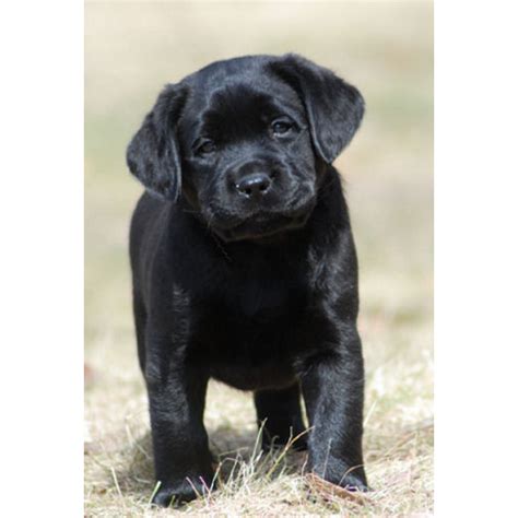 We are a small reputable labrador breeder of akc hunt, show and field lines located in the north texas area just 20 whether you are looking for a yellow, white or black labrador puppy for a good a hunting. Massachusetts breeder of AKC English style labrador ...