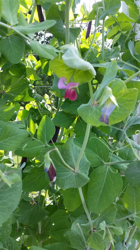 Purple Podded Snow Pea Crazy For Gardening