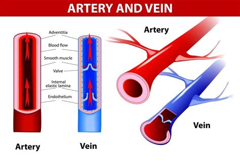 Anatomy Label Major Arteries And Veins Reference For Writers Blood