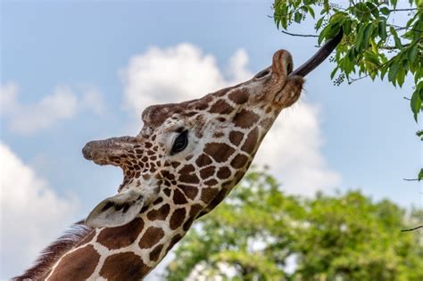Giraffes Just Silently Went To The List Of Endangered Animals Facing