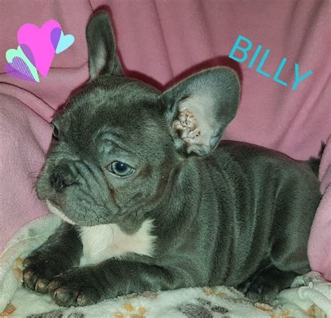 Blue French Bulldog Puppies For Sale In Walthamstow London Gumtree