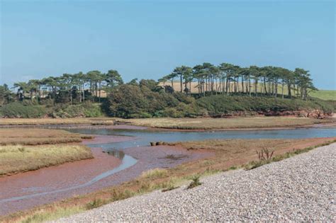Exmouth Rare Plants Saved From Rising Sea Levels In Otter Estuary Local News News Exmouth