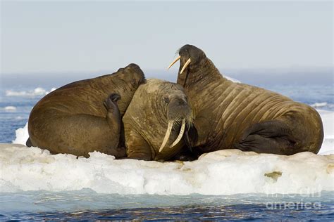 Walruses Resting On Ice Floe Photograph By John Shaw Fine Art America