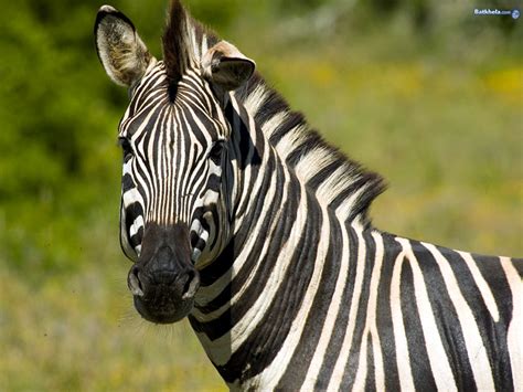 Zèbre Zebra Animal Kingdom Fond Décran 250735 Fanpop