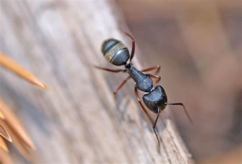 Andererseits können ameisen im garten durch ihre nestbaugewohnheiten und die vorliebe für honigtau, das. Fliegende Ameisen in Haus und Garten bekämpfen