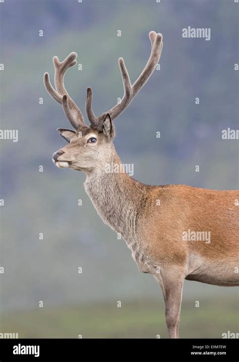 Red Deer Cervus Elaphus In Velvet Rannoch Moor Scotland Stock Photo