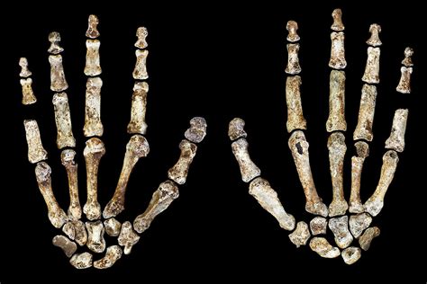 Erectus than to australopithecines, such as lucy. New species of extinct human found in cave may rewrite history | New Scientist