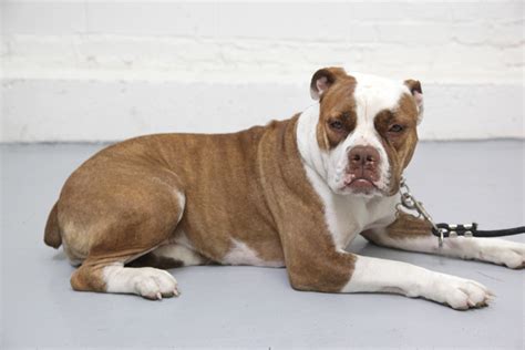Old english bulldogs are extinct. Olde English Bulldogge Dog Breed Pictures 1 | Dog Breeds ...