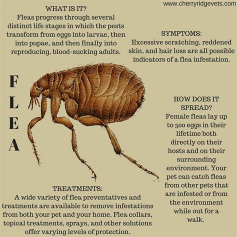 Pin By Cherry Ridge Veterinary Clinic On Fleas And Flea Prevention
