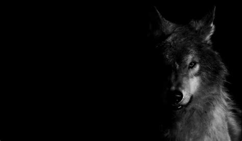🔥 Download Wolf Wallpaper By Unachicadelmonton By Georgej Black Wolf