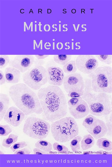 Mitosis Vs Meiosis Card Sort Mitosis Sorting Cards Mitosis Vs Meiosis