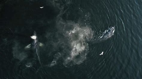 Schauen sie rein in die aktuellen. The Whale And The Raven Dokumentarfilm Ab 5 September Im Kino