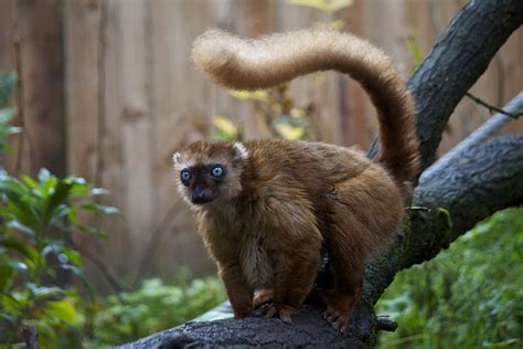 10 Endangered Lemurs Of Madagascar
