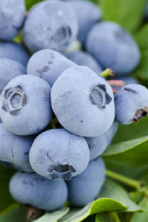 Takes The Cake Rabbiteye Blueberry Bush For Sale Online From Wilson