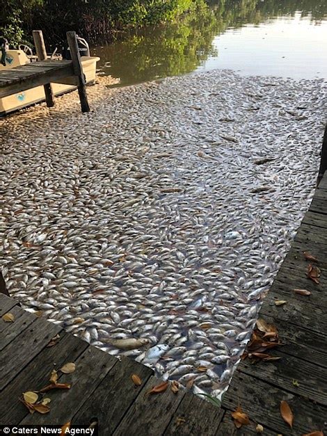 Thousands Of Dead Stinking Fish Wash Up In Florida Due To Algae Daily