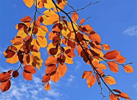 Free Photo Fall Leaves Autumn Dry Fall Free Download Jooinn