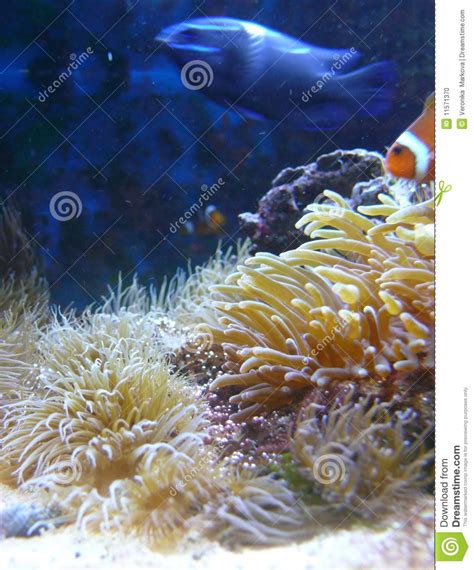 Underwater Plants Stock Photo Image Of Color Plants 11571370